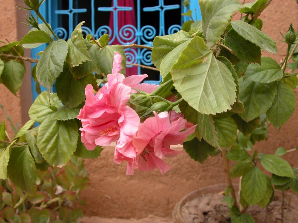 Kasbah Iswan Bed and Breakfast Kelaat-M'Gouna Εξωτερικό φωτογραφία